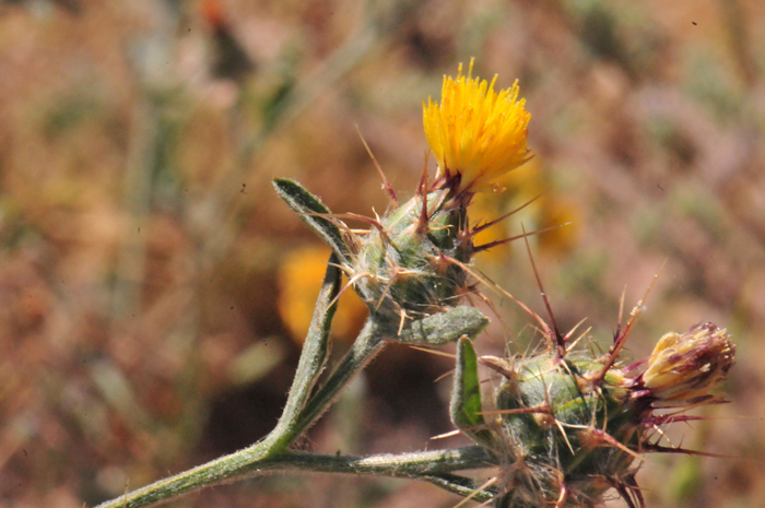 Maltese Star-thistle flower stems are long and the bracts surrounding the flowers are spine tipped with the central spine the longest. These bracts or phyllaries are may be purplish toward the base and often cobwebby or later becoming smooth or glabrous. Centaurea melitensis 